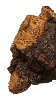 Chaga