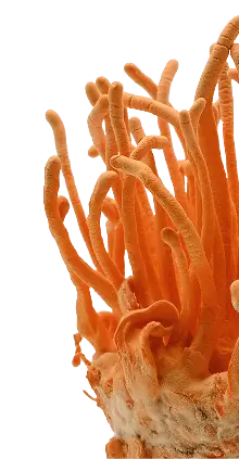Cordyceps