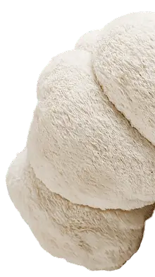 Lion's Mane