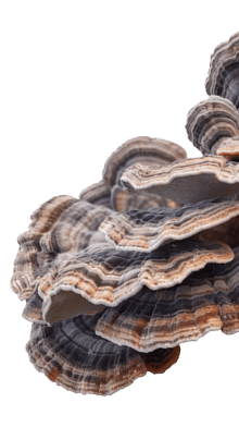 Turkey Tail